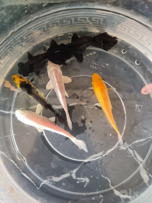 Akvarium baliqlari sotiladi