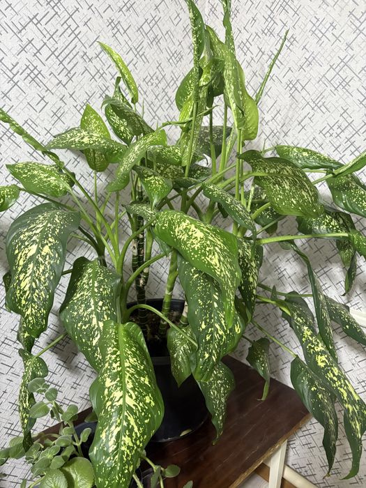 Домашний растения цветы