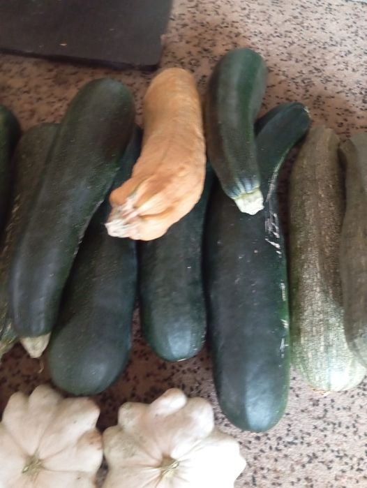 Продам разные кабачки
