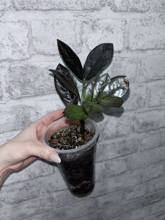 Спатифилум Равен Долларовое дерево