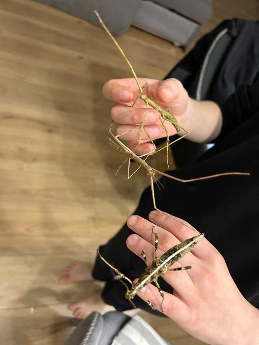 Пръчици - насекоми