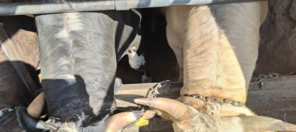 Бички на откорме