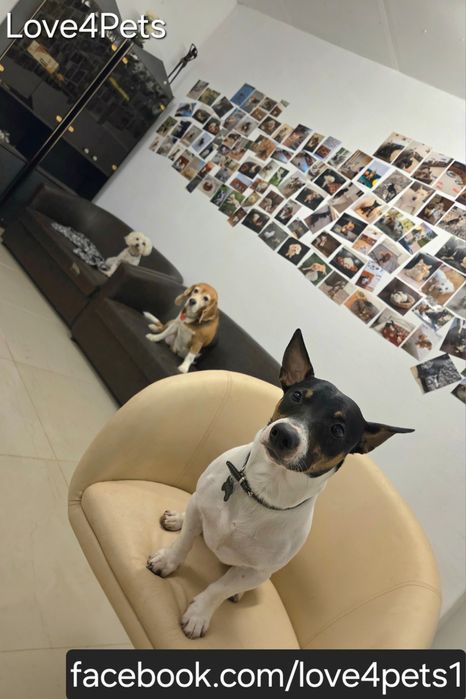 Cazare caini/ Pensiune canina/ Pet Sitter/ Pet Hotel/ Love4Pets