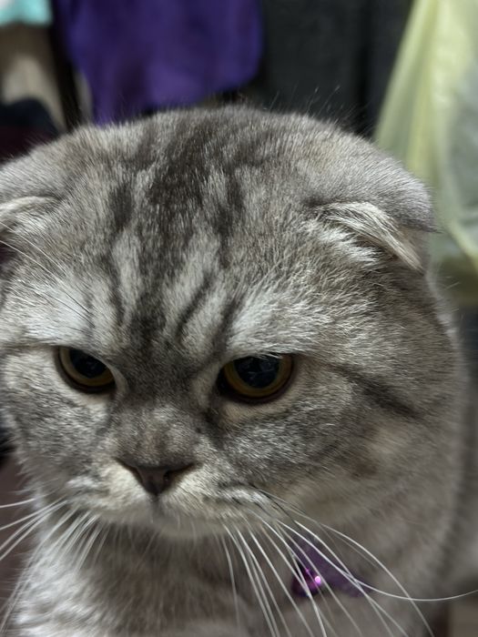 Продается кот скотиш фолд