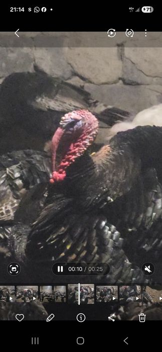 Продам индюков годовалый.