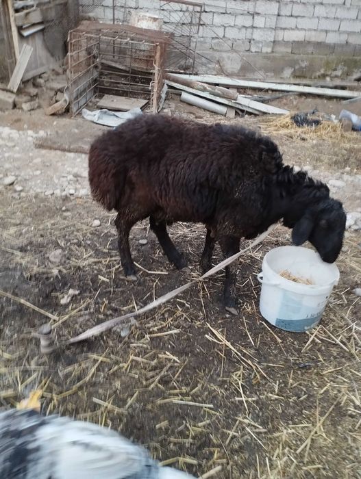 Кучкорлар сотилади