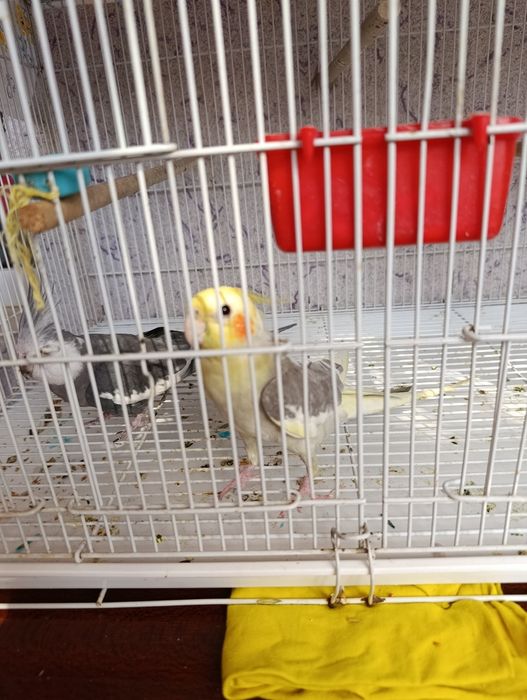 Karella  soglom sotiladi