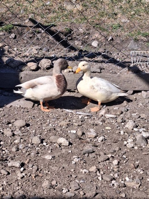 3 perechi  de rate pitică olandeză