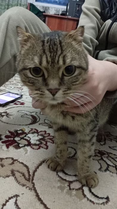 Mushuk chatishtirilgan