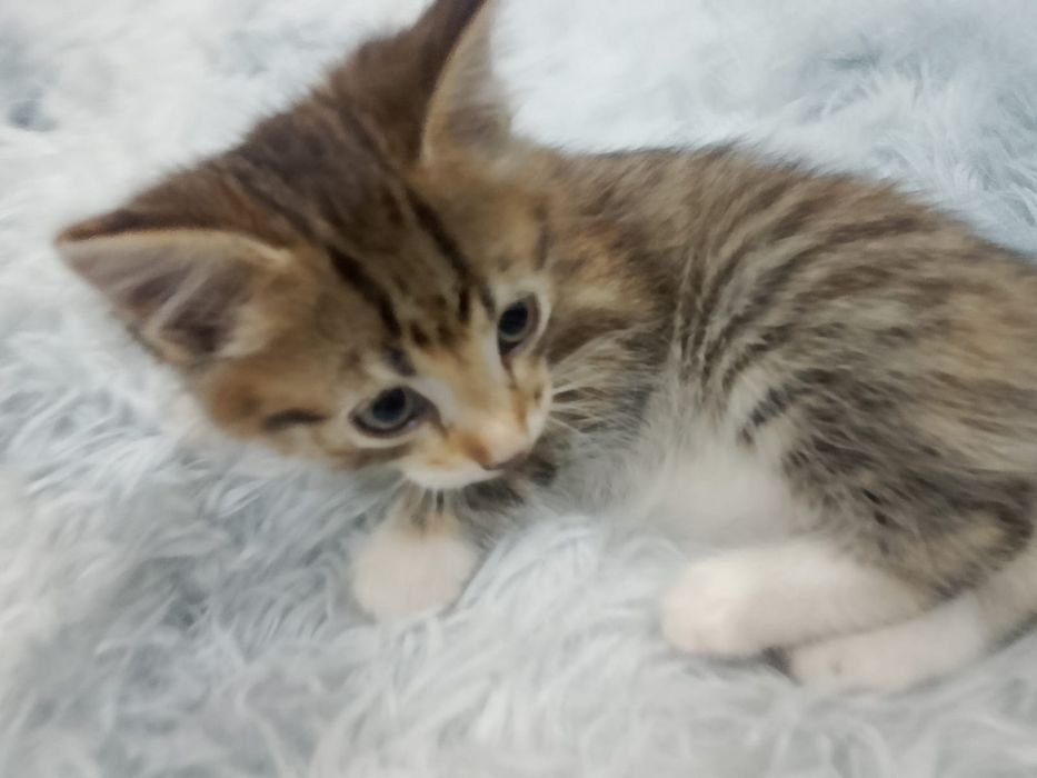 Дарю котят Пришахтинск