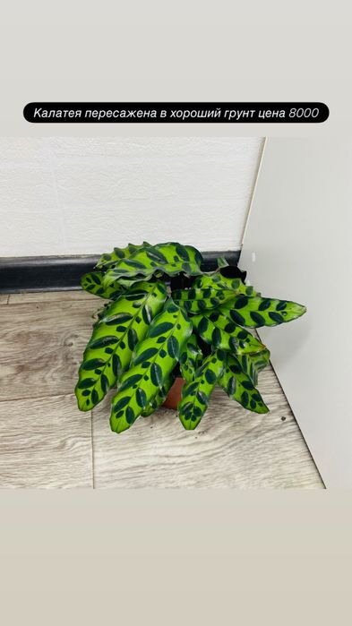 Продам взрослые комнатные цветы