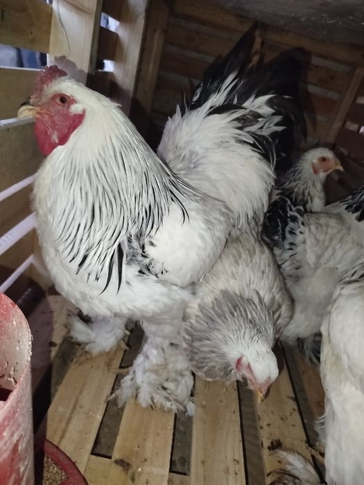 Brama xuroz va tovuqlar sotiladi