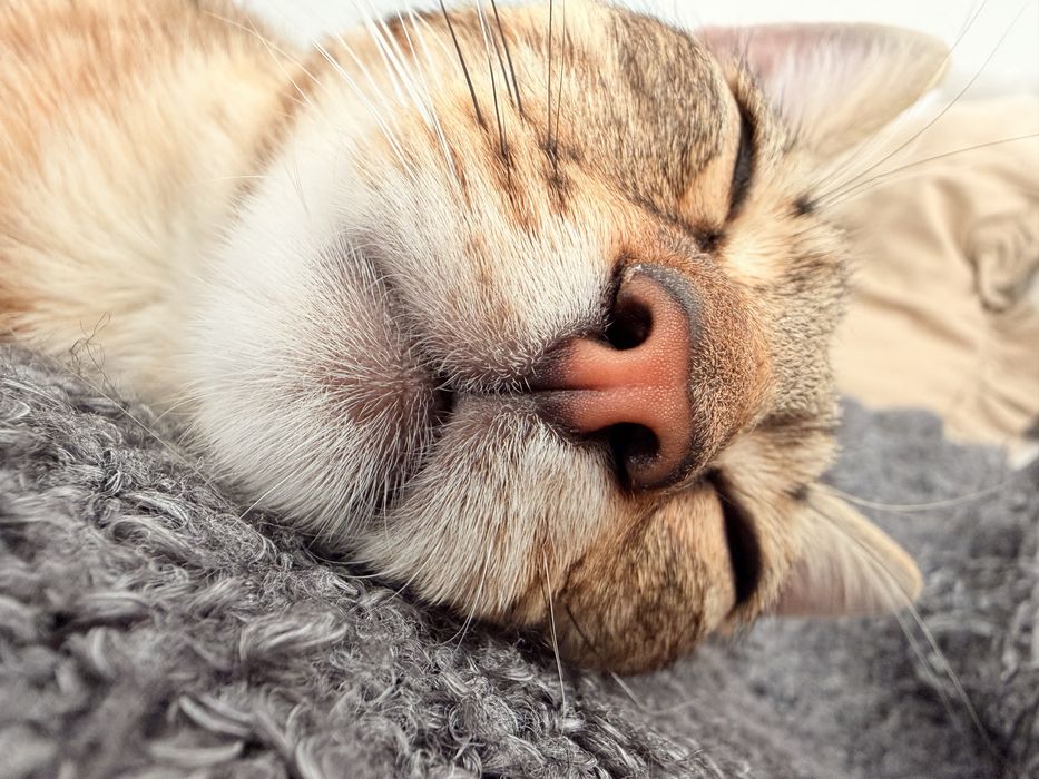 Motan 5 luni de adoptat