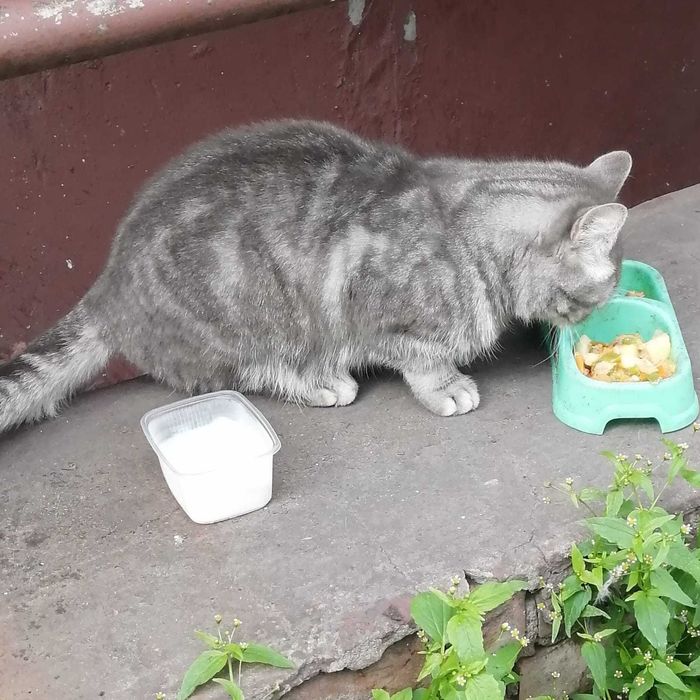 Кошки в добрые руки