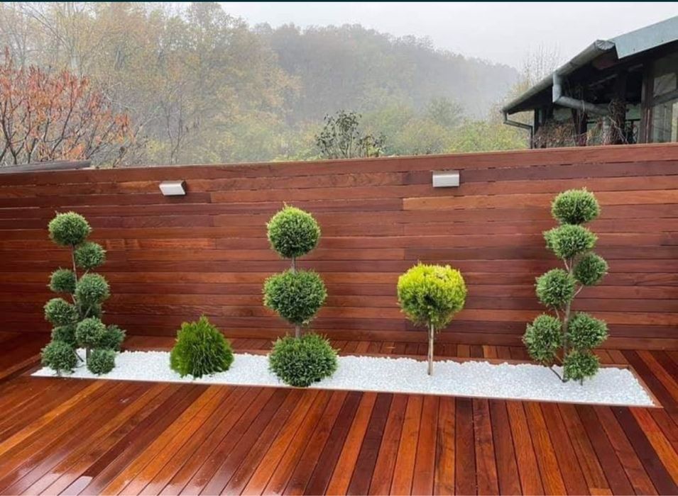 Plante ornamentale de orice specie la pret minim garantat