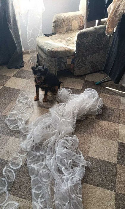 потерялась собака