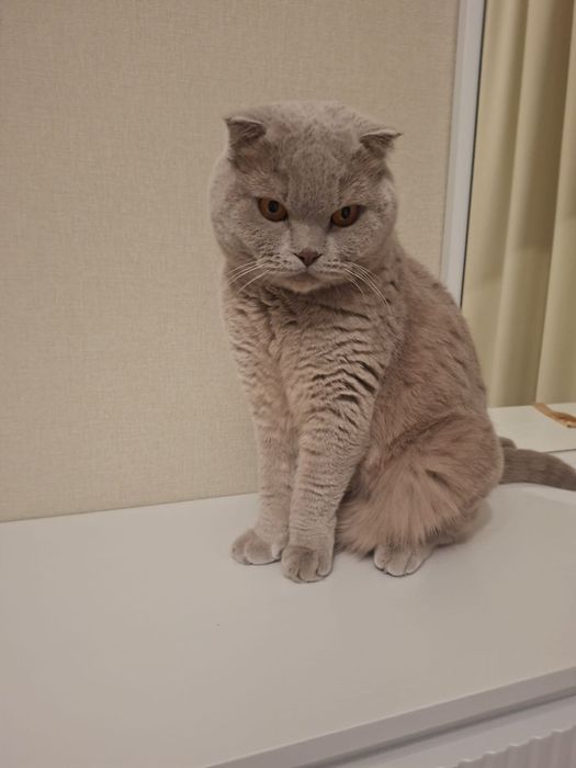 Отдам британца в добрые руки