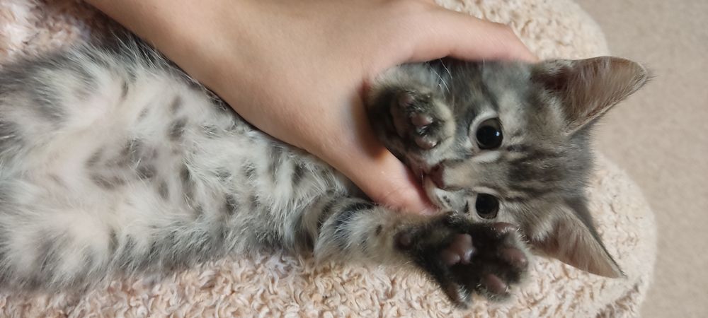 Котята в хорошие руки