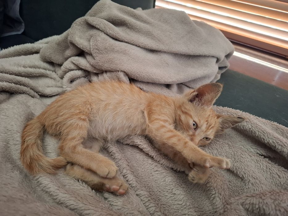 Baby Yoda Jucăuș pt adopție