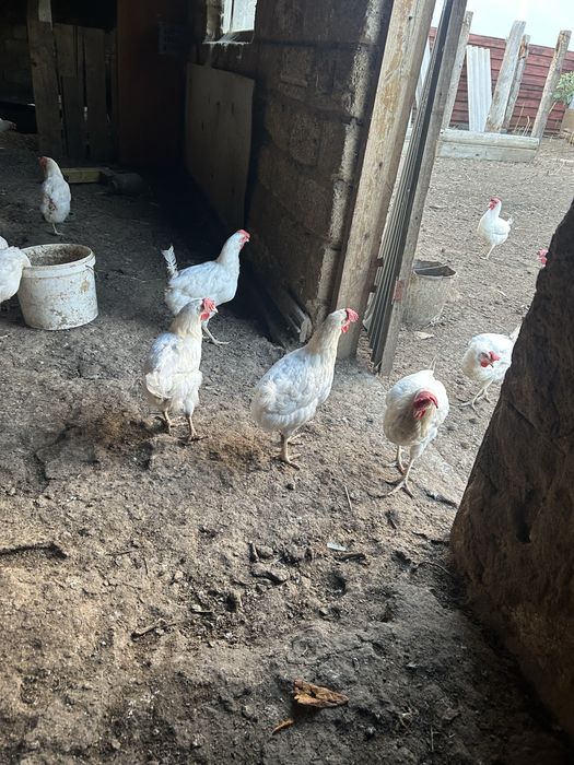 Продам кур несушек