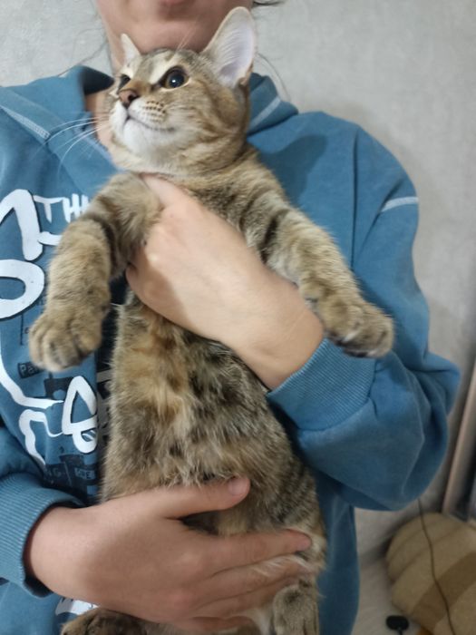 Отдам котенка девочка 5 месяцев