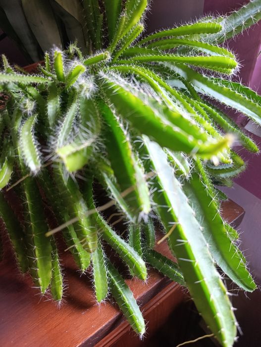 Хонаки гуллар комнатный цветы