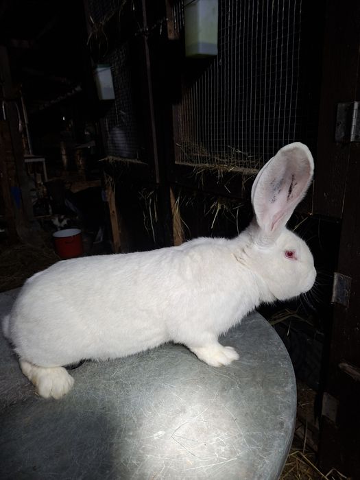 Vând Urias german alb