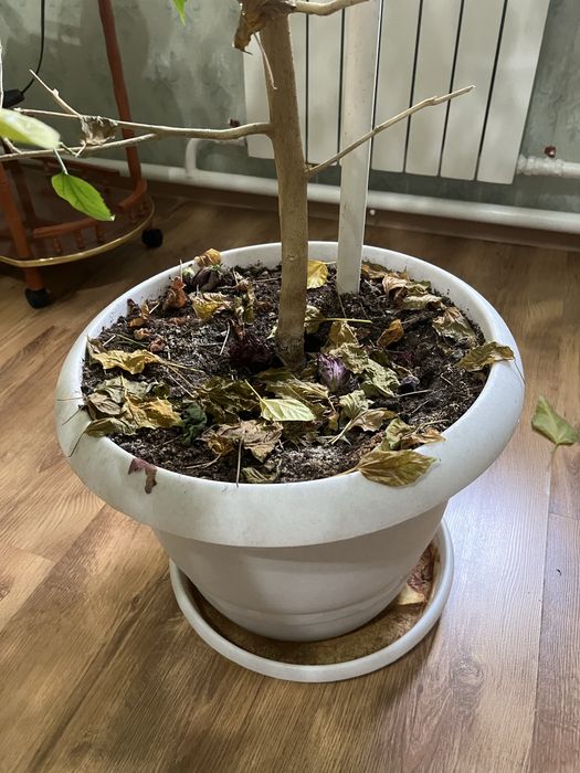 Китайская роза , роза , цветы