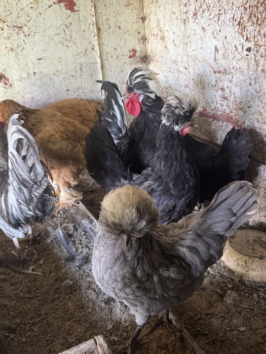 галланка товуклар сотилади голандский