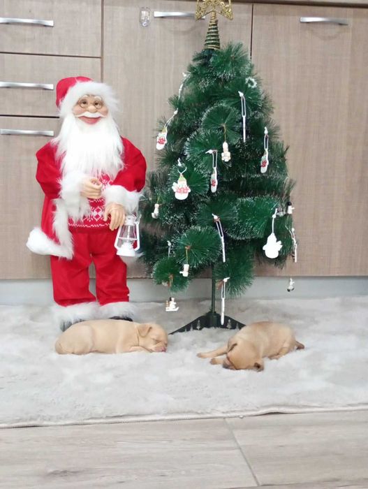 Продавам женски кученца, порода чихупинчер