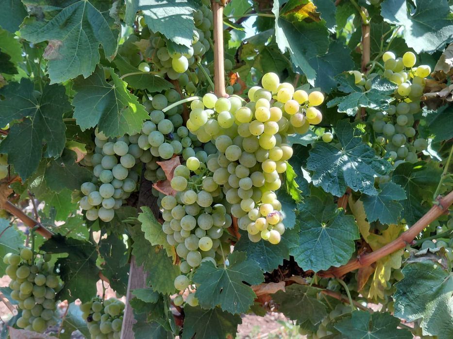 Продавам грозде различни сортове с прекрасни вкусови качества