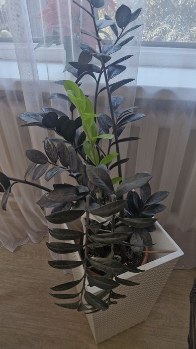 Продам красивые цыеты