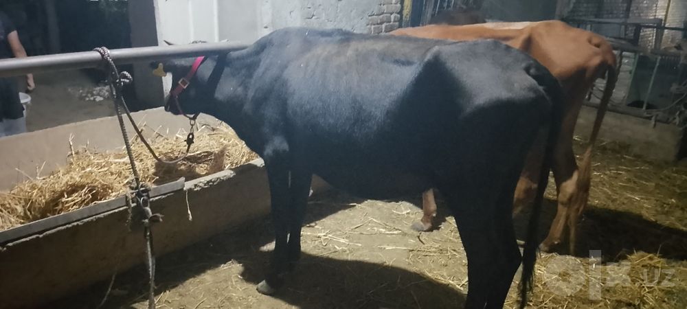 Ona bola sigir sotiladi kafolati bilan