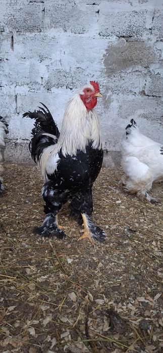 Брамма молодые крупные