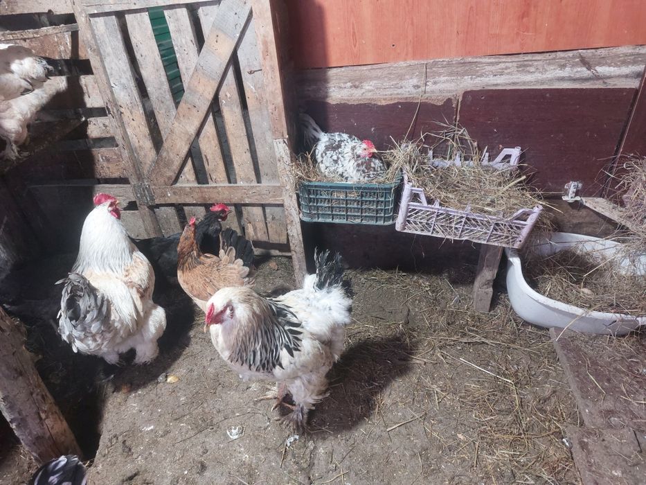 Брама әтештер сатылады бір жылдық