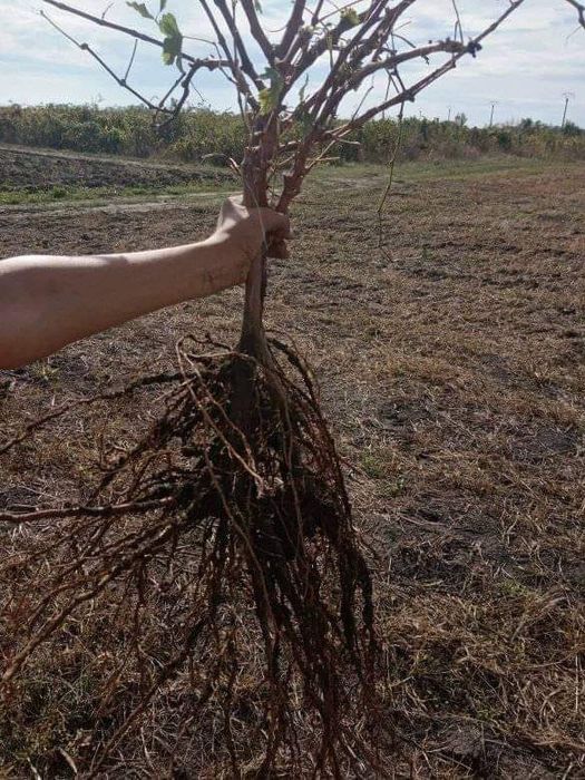 Producător butasi vita de vie