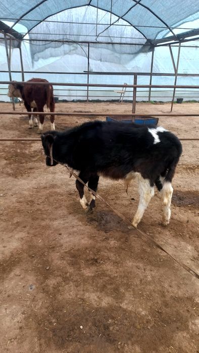 Новос бузок сотилади