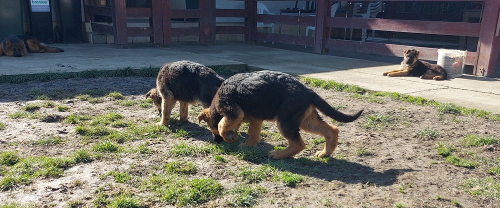 Pui ciobanesc german cu pedigree