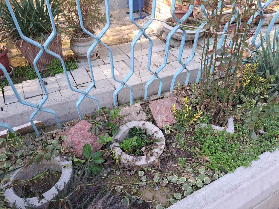 Гул ва декаратив дарахт учун