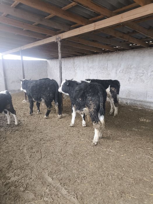 Семіз Баспақ сатылады 3шт