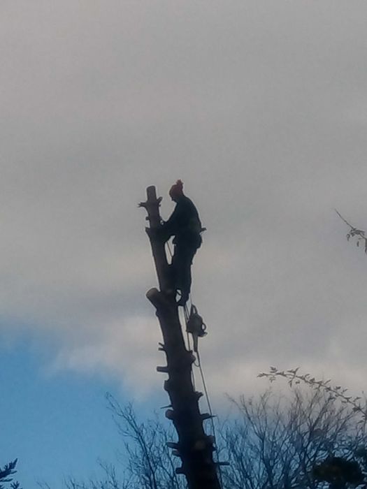 Рязане на опасни дървета