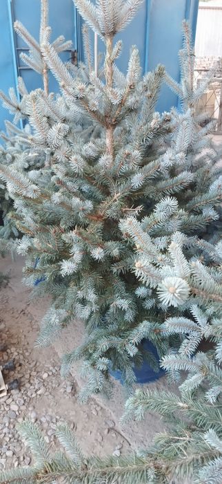 Продается можжевельник