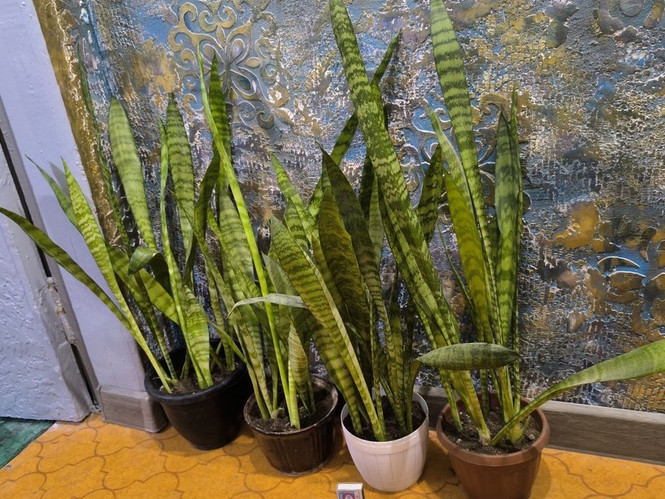 Сансевьера. Цветы для дома и офиса.
