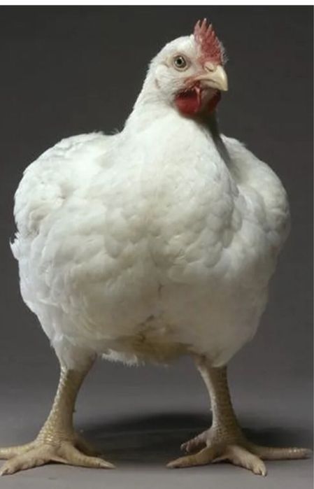 Продам бройлерных цыплят