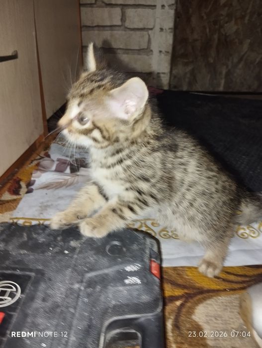 Отдам котят в добрые руки