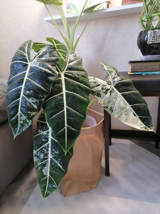 Клубни алоказии фрайдек вар