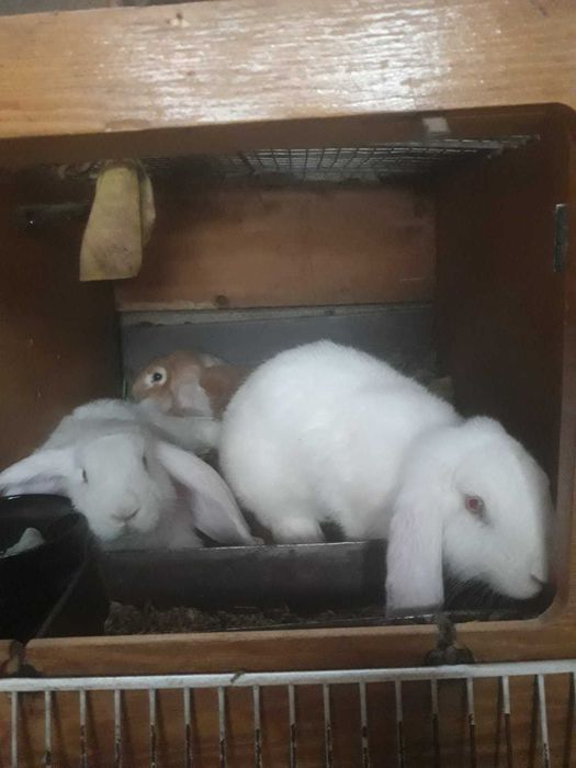 Продаваме зайчета