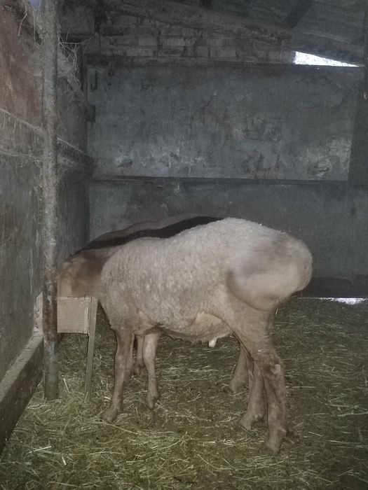 Продам Ягнята Арашаны