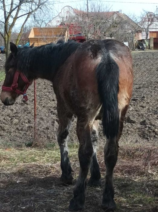Vând mânz cuminte din părinți grei