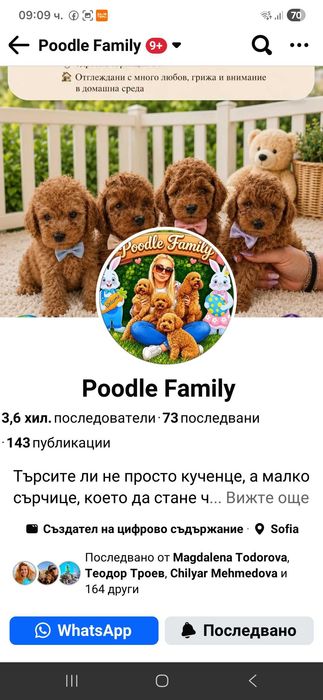 Toy poodle момиче-Fci, Genetic, Pl